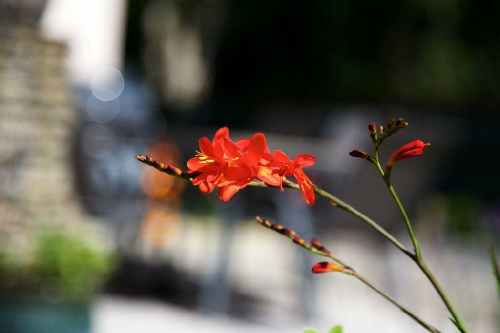 Woodview House Bed And Breakfast 科克 外观 照片